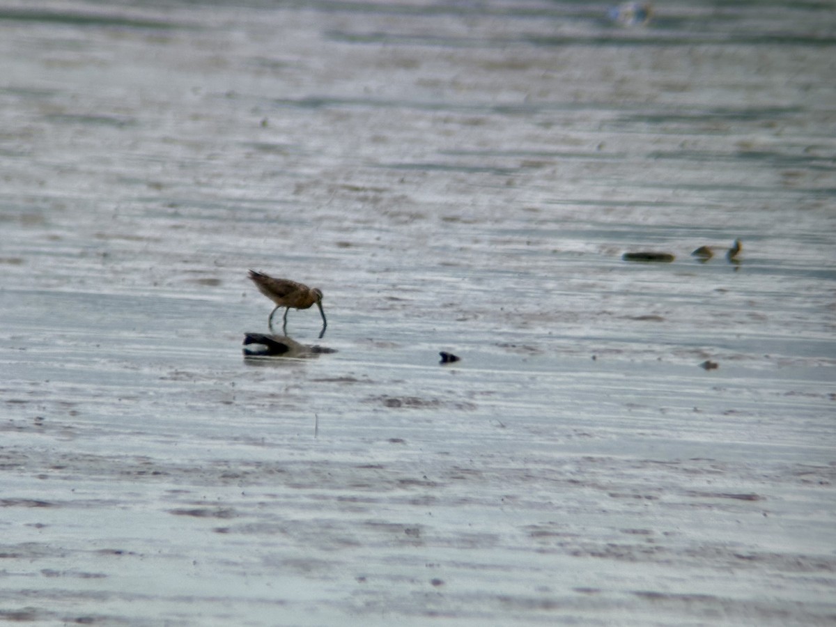 Short-billed Dowitcher - ML621608634