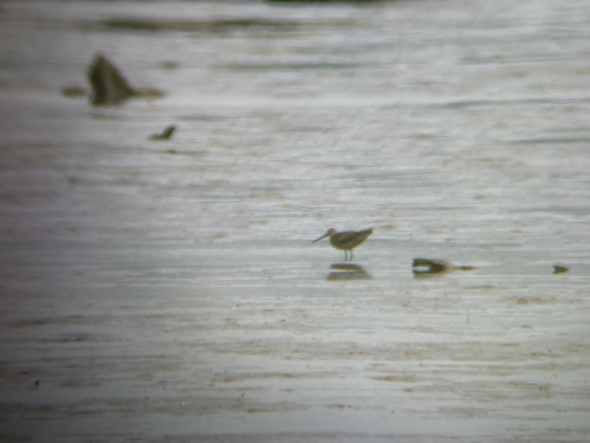 Short-billed Dowitcher - ML621608635