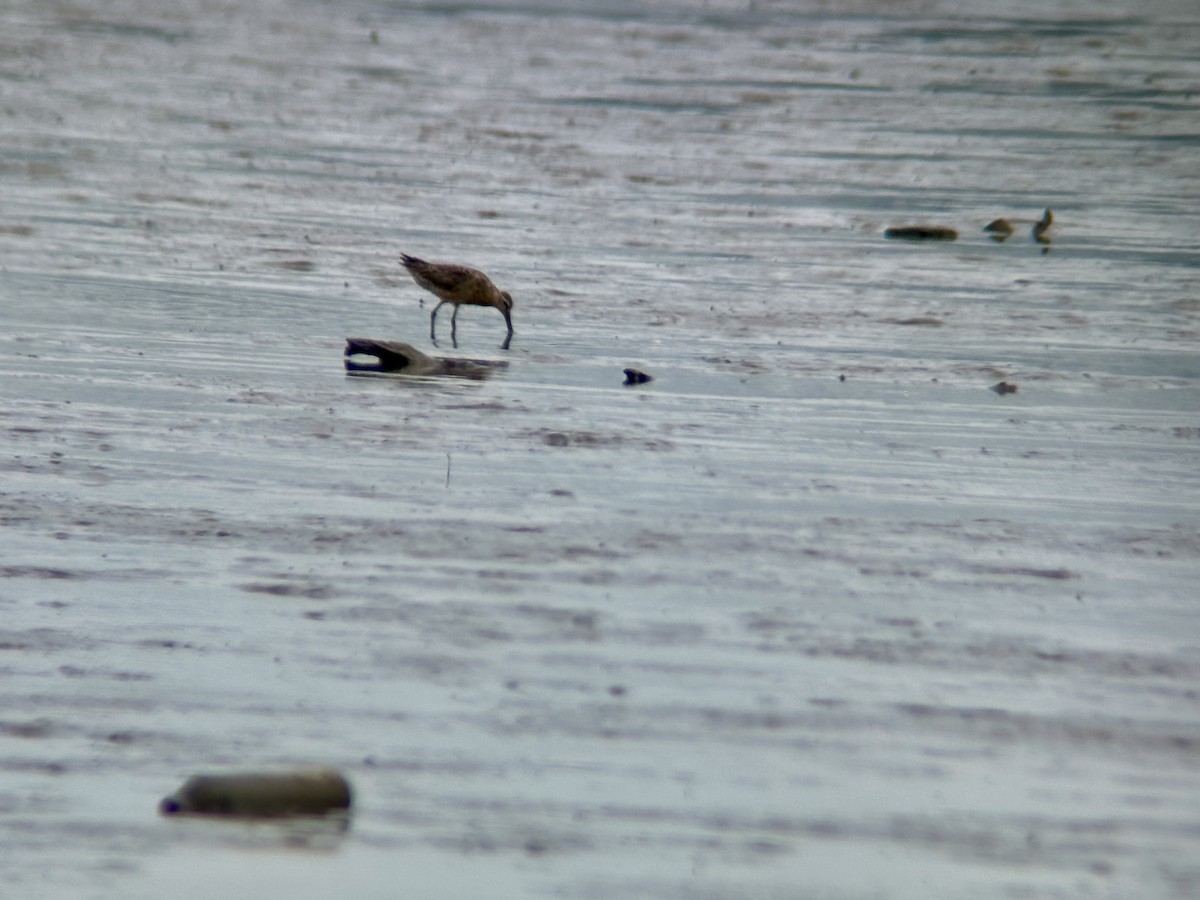 Short-billed Dowitcher - ML621608636