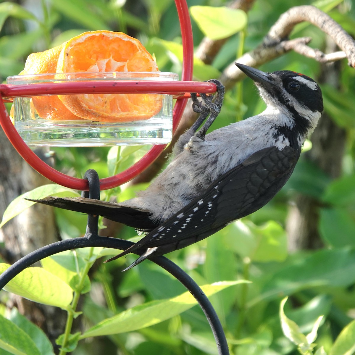 Hairy Woodpecker - ML621608657