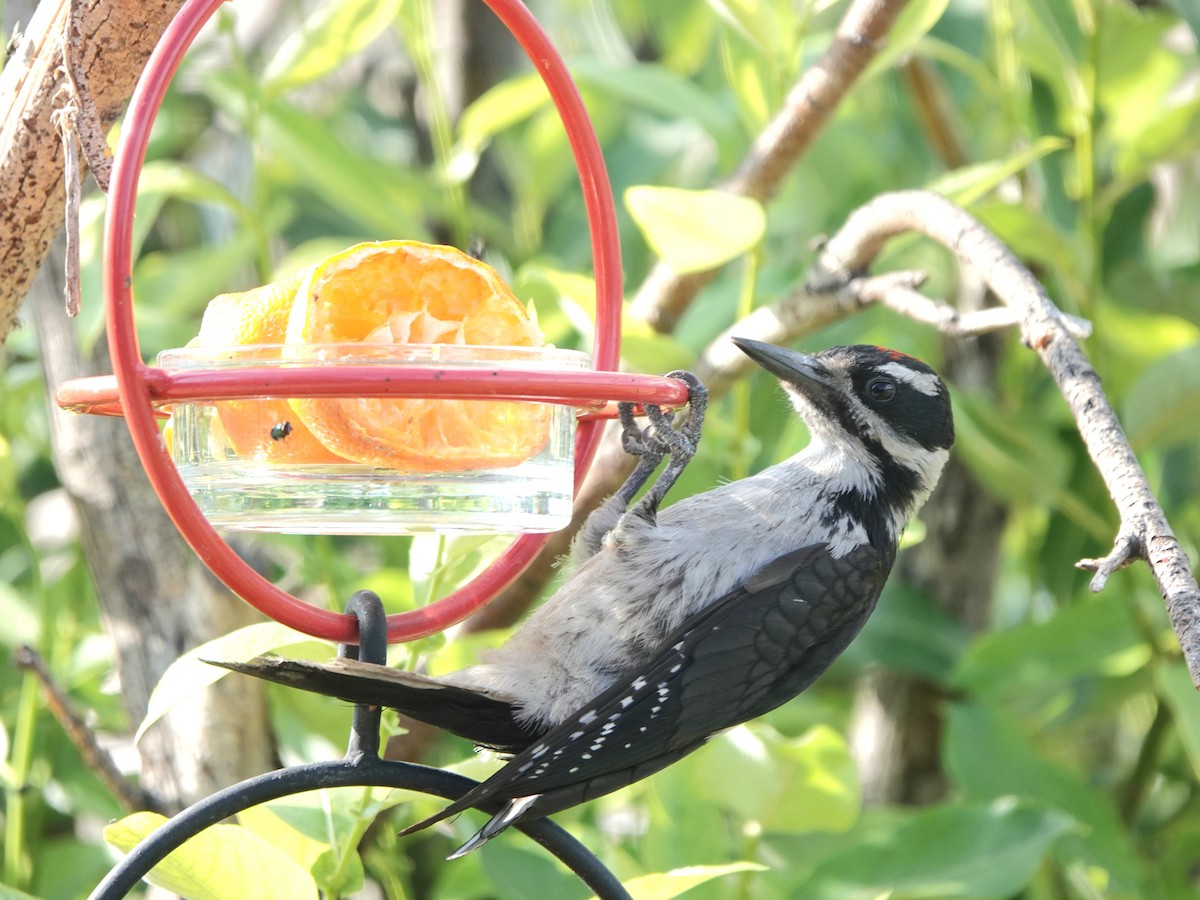 Hairy Woodpecker - ML621608658