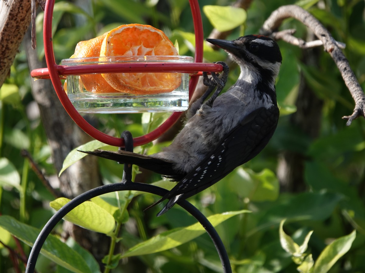 Hairy Woodpecker - ML621608659