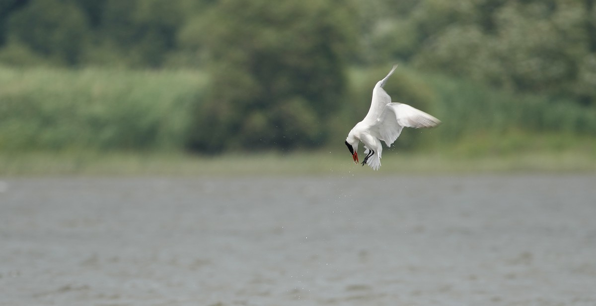 Caspian Tern - Bertrand Dumont