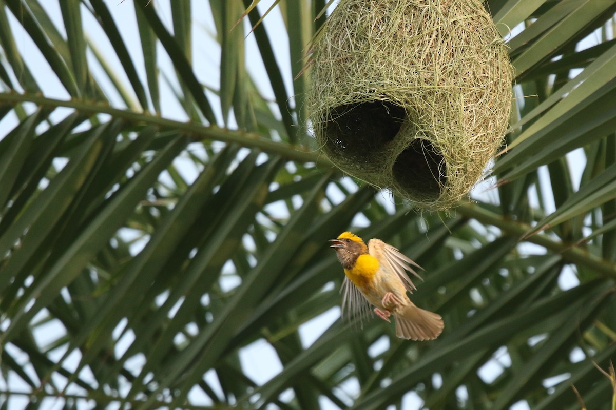 Baya Weaver - ML621608843