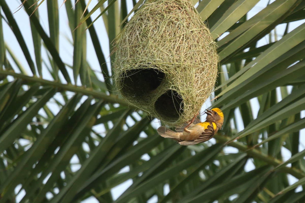 Baya Weaver - ML621608844