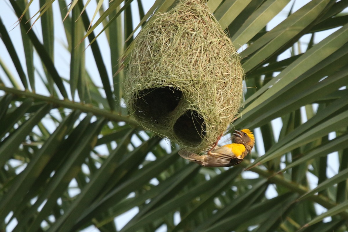 Baya Weaver - ML621608845