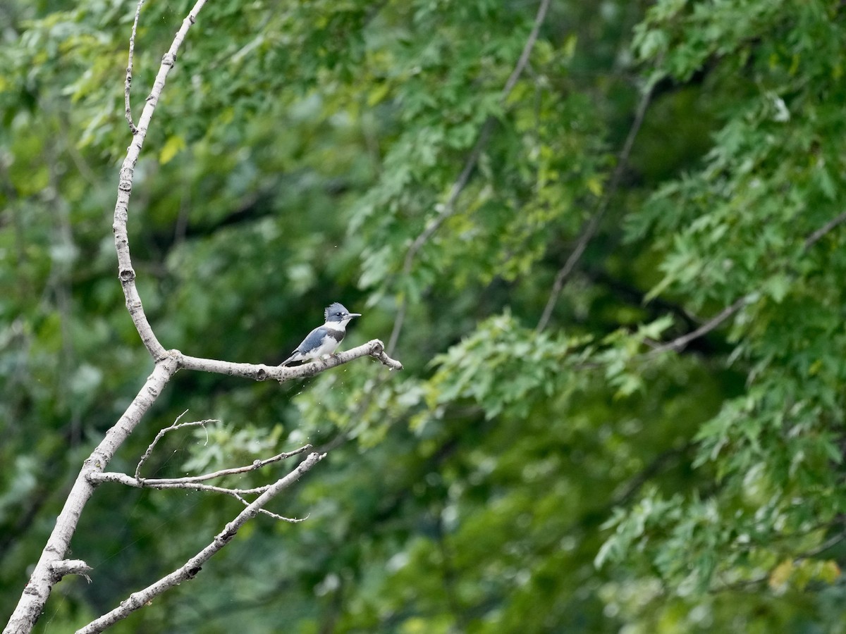 Belted Kingfisher - Bertrand Dumont