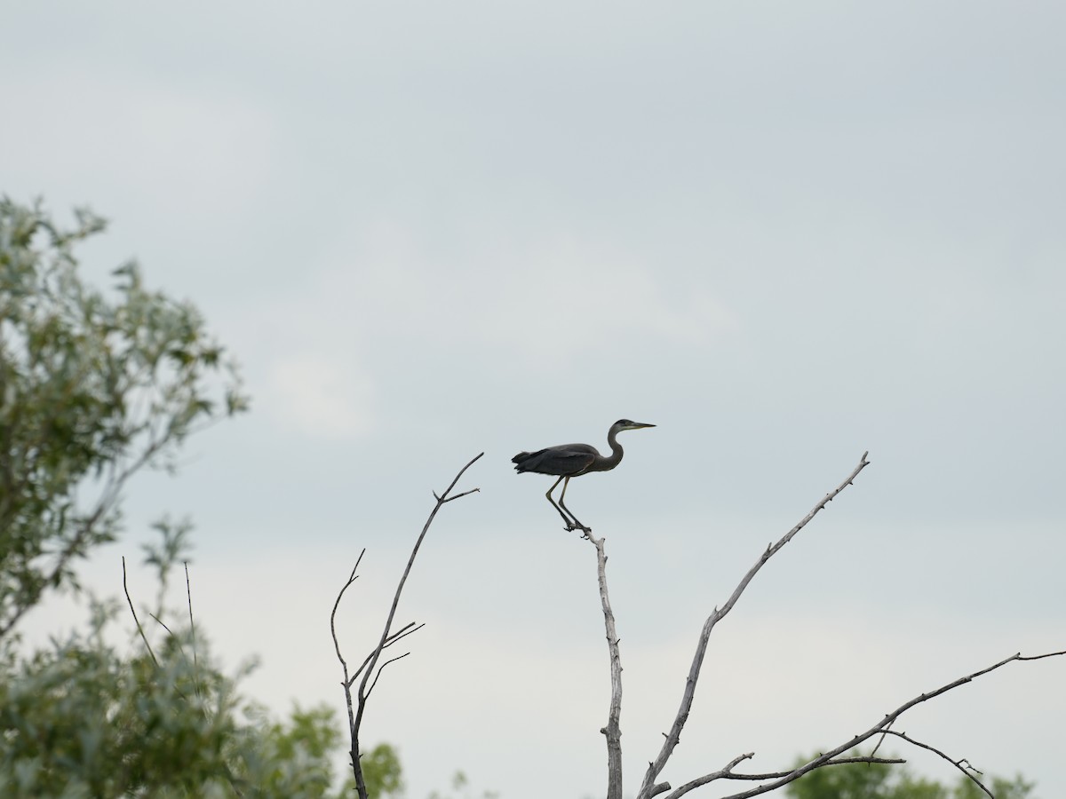 Great Blue Heron - Bertrand Dumont