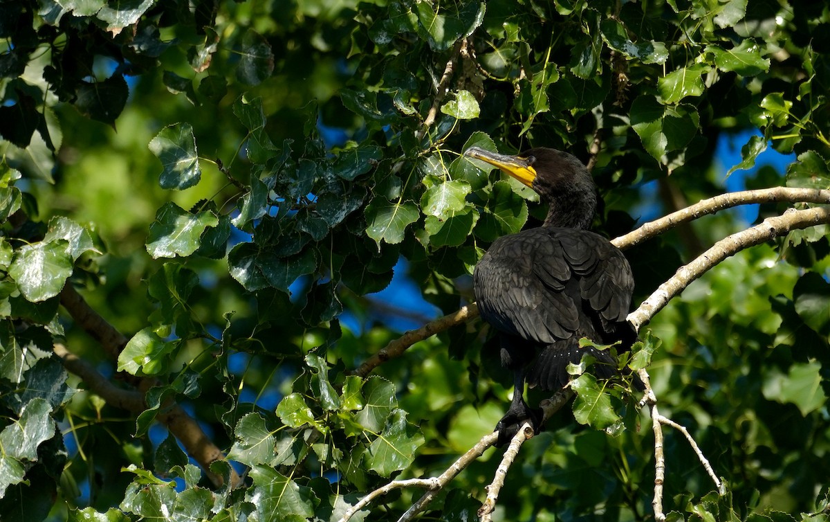 Cormoran à aigrettes - ML621608900