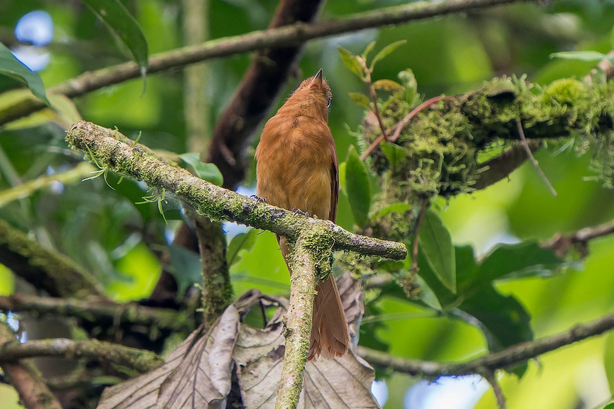 Rufous Mourner - ML621608913