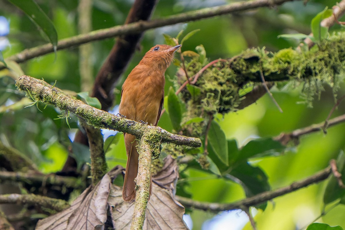 Rufous Mourner - ML621608916