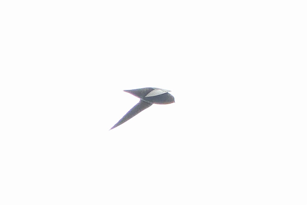 Black Swift - ML621608958