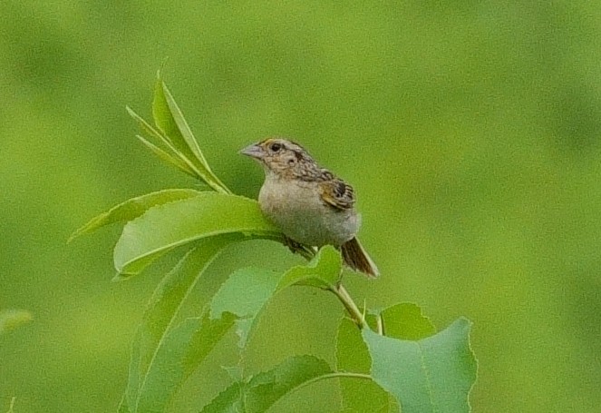 Grasshopper Sparrow - ML621608982