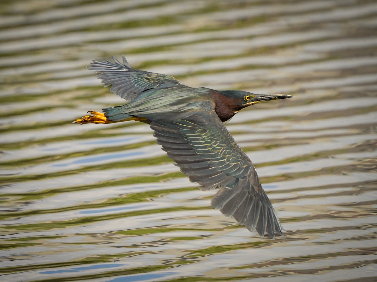 Green Heron - ML621609117