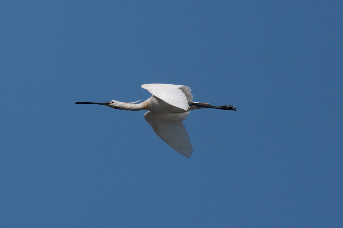 Eurasian Spoonbill - ML621609347