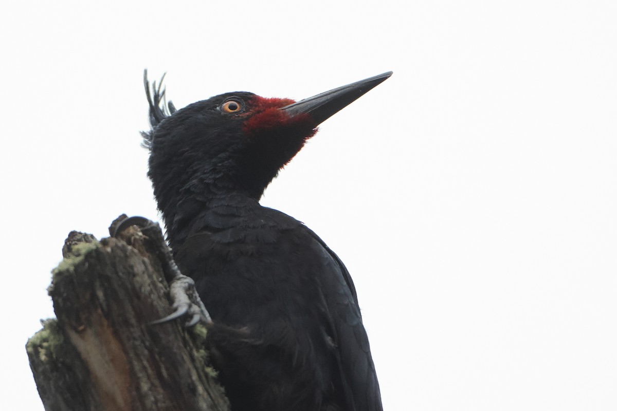 Magellanic Woodpecker - Ohad Sherer