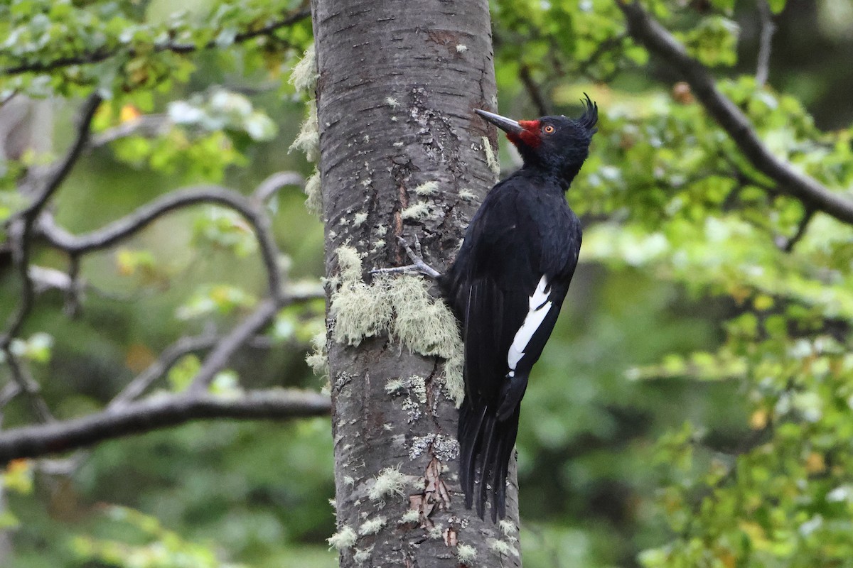 Magellanic Woodpecker - Ohad Sherer