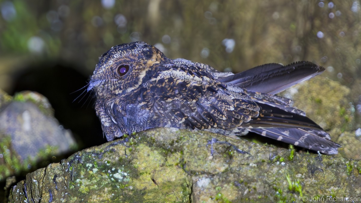 Lyre-tailed Nightjar - ML621609360