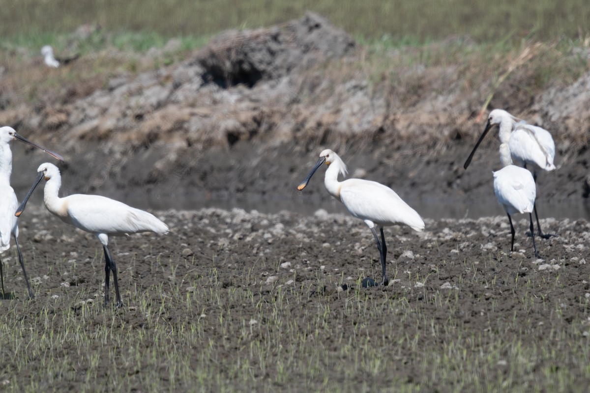 Eurasian Spoonbill - ML621609386