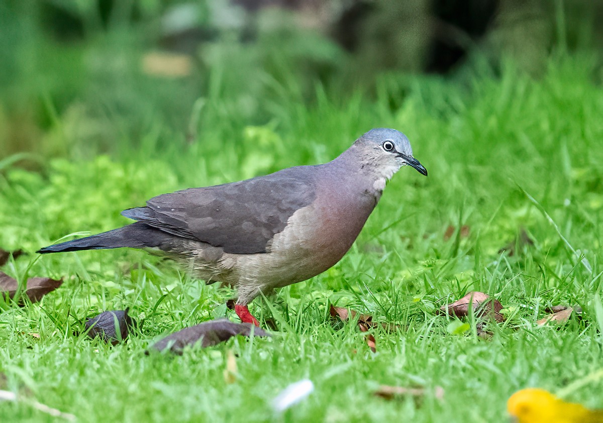 Tolima Dove - ML621609404