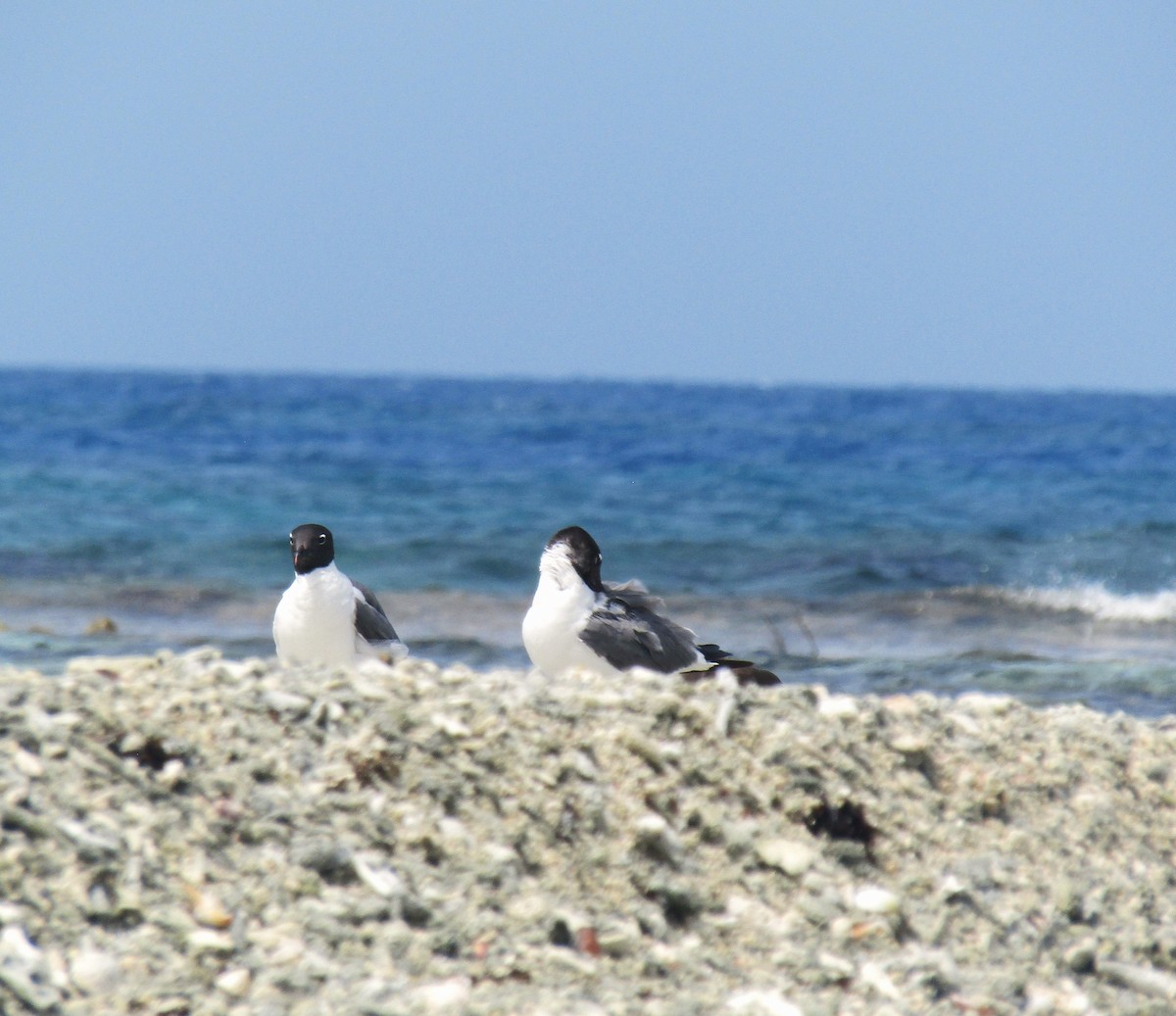 Laughing Gull - ML621609542