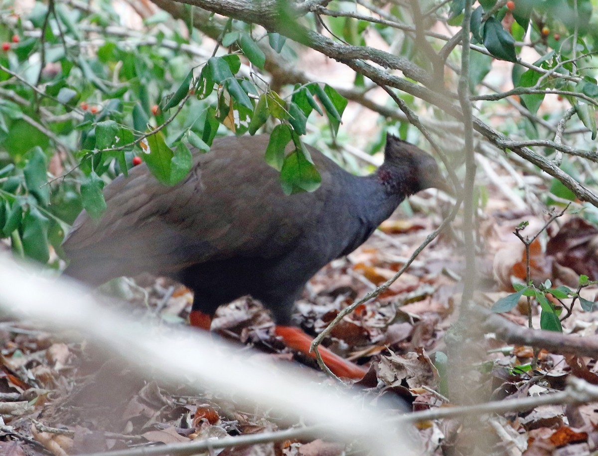 Orange-footed Megapode - ML621609568