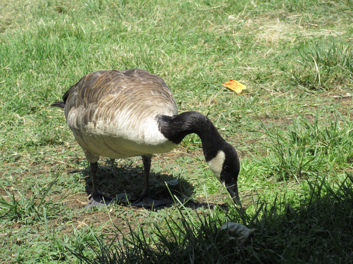 Canada Goose - ML621609594