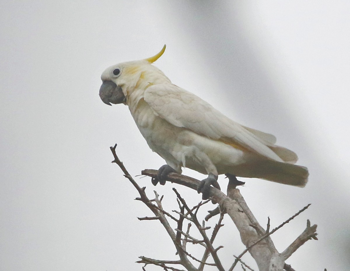 Yellow-crested Cockatoo - ML621609603