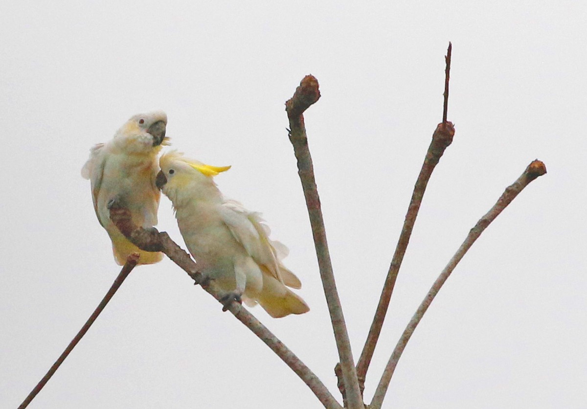 Yellow-crested Cockatoo - ML621609607