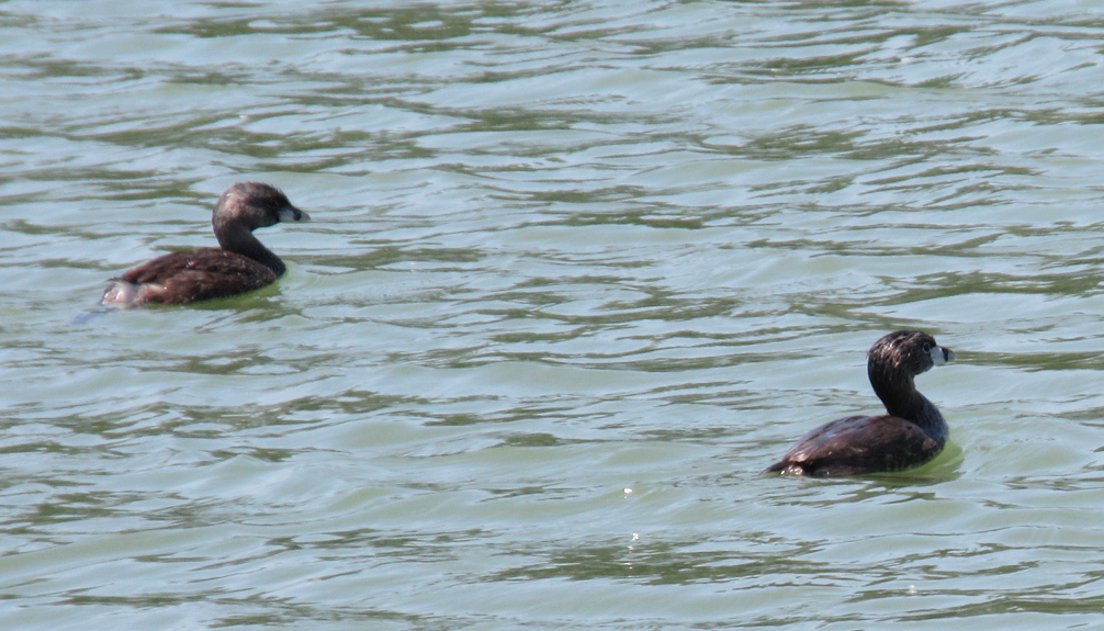 Pied-billed Grebe - ML621609678