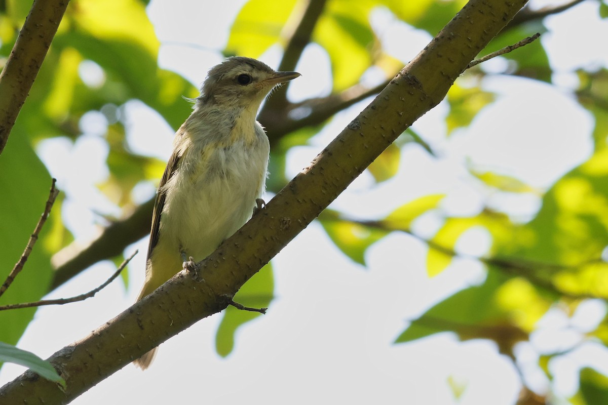 Warbling Vireo - ML621609686