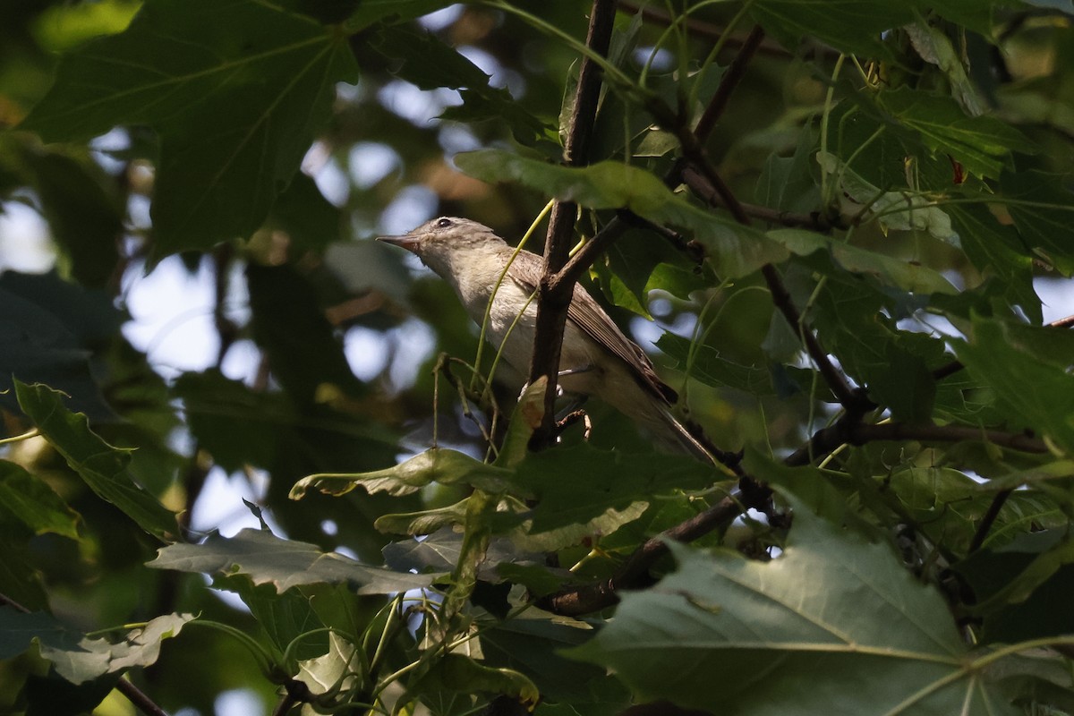 Warbling Vireo - ML621609687