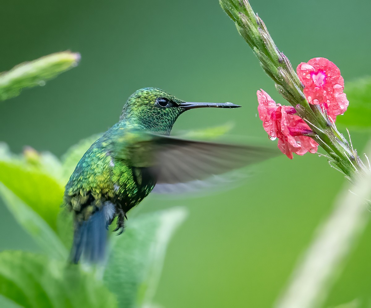 Red-billed Emerald - ML621609736