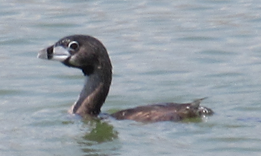 Pied-billed Grebe - ML621609746