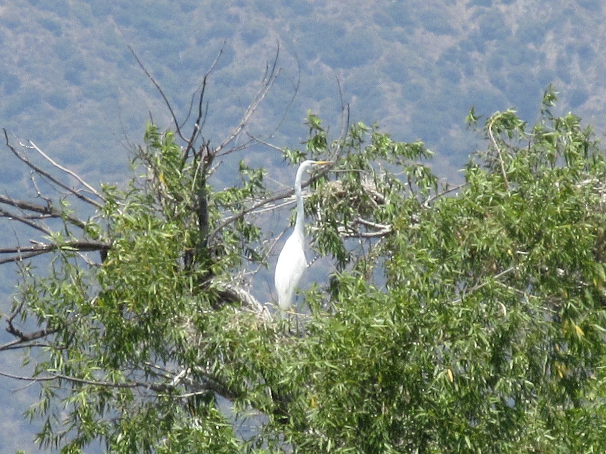 Great Egret - ML621609773