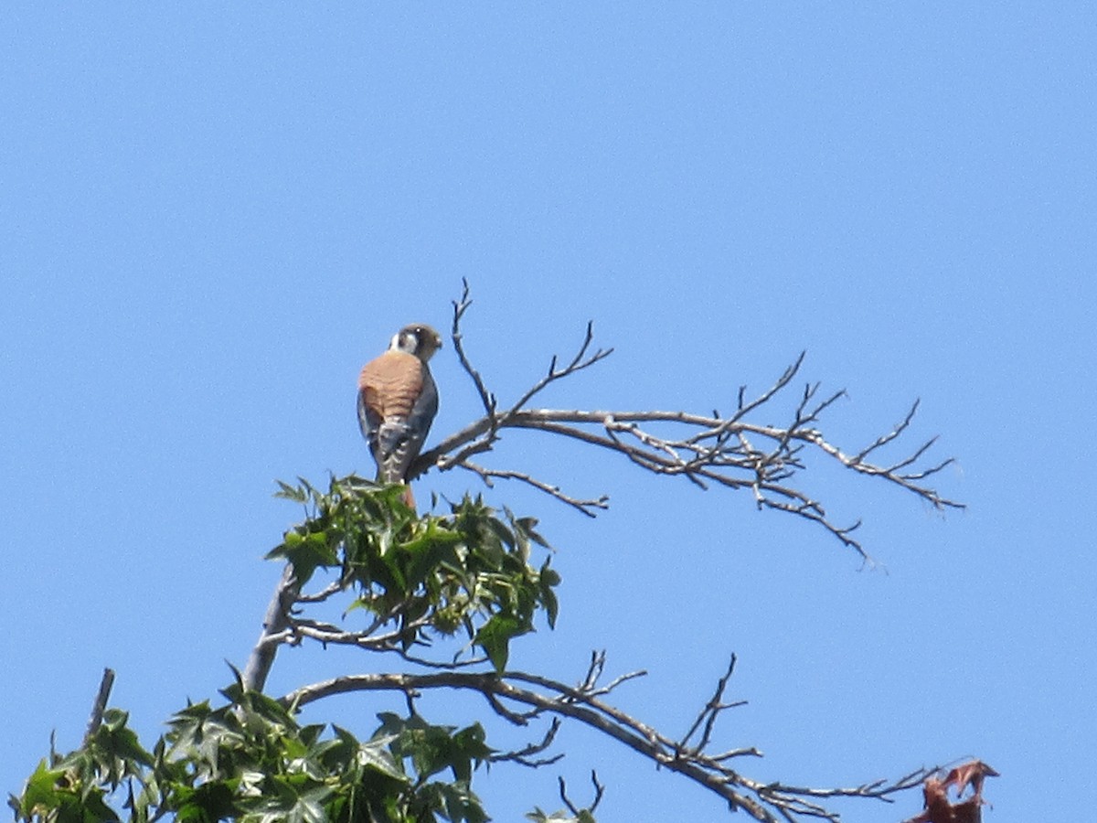 American Kestrel - ML621609795