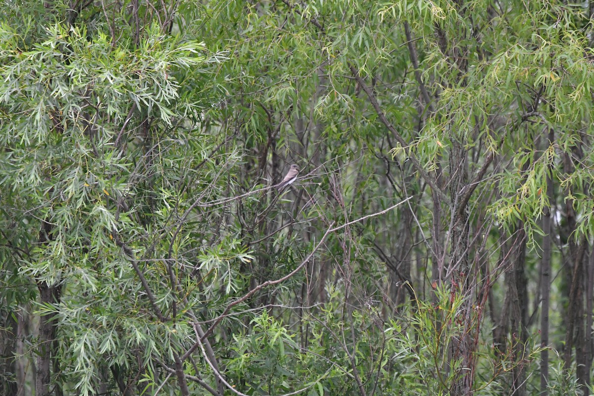 Northern Rough-winged Swallow - ML621609810