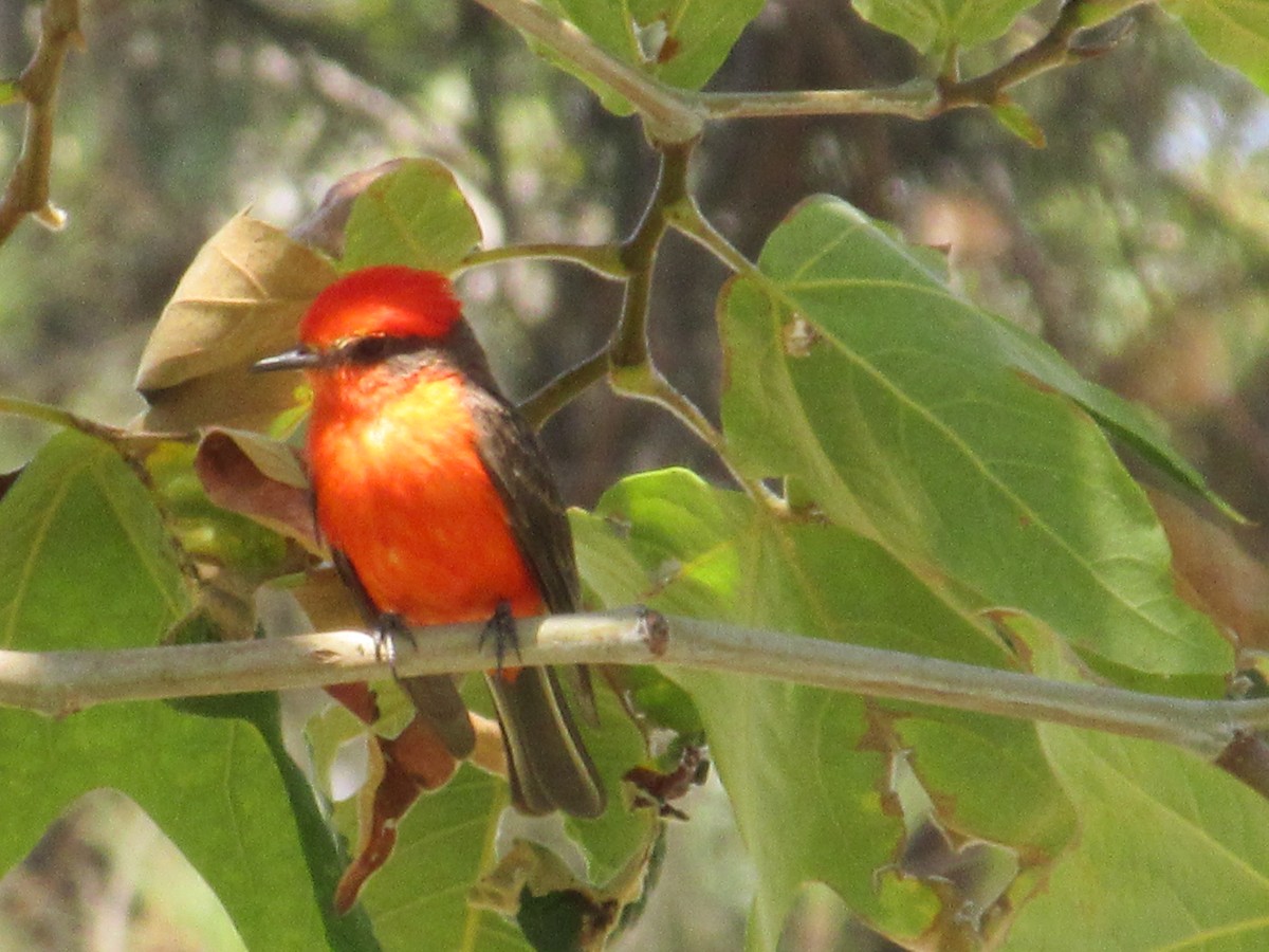 Vermilion Flycatcher - ML621609842