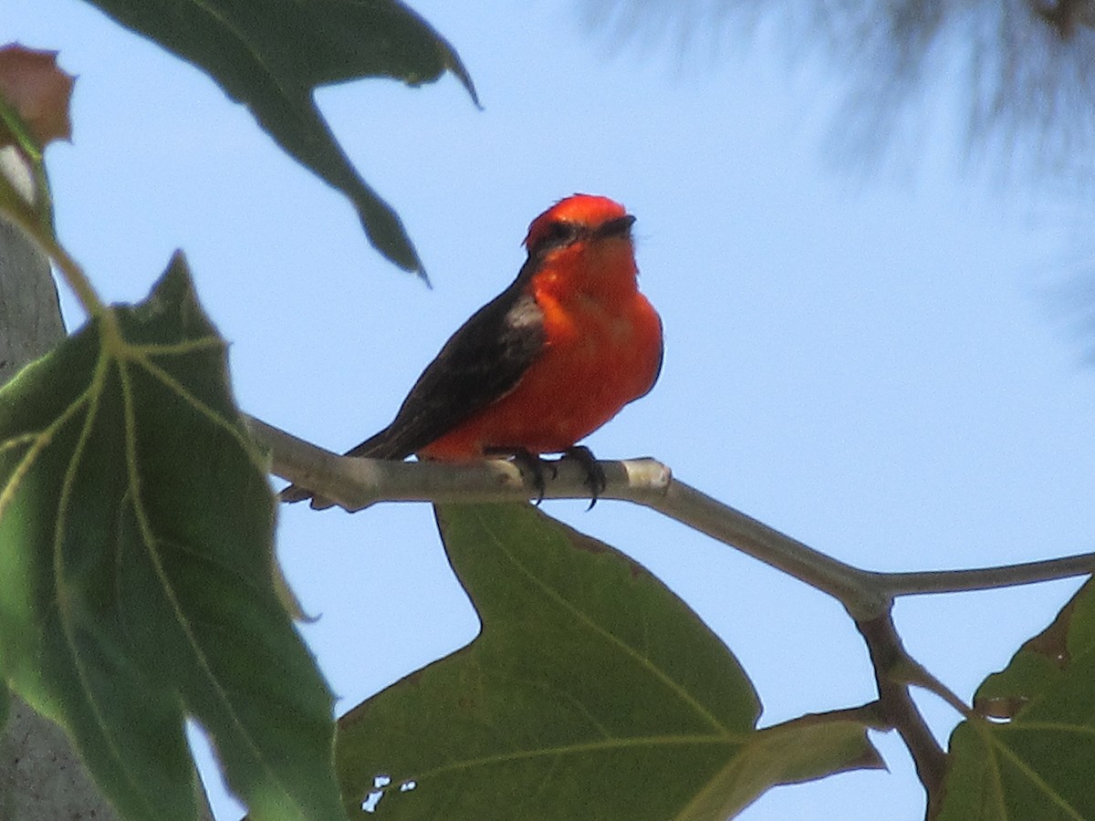 Vermilion Flycatcher - ML621609865