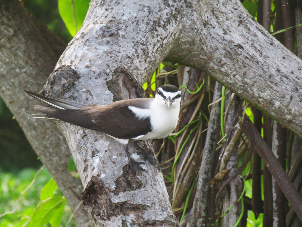 Bridled Tern - ML621609883