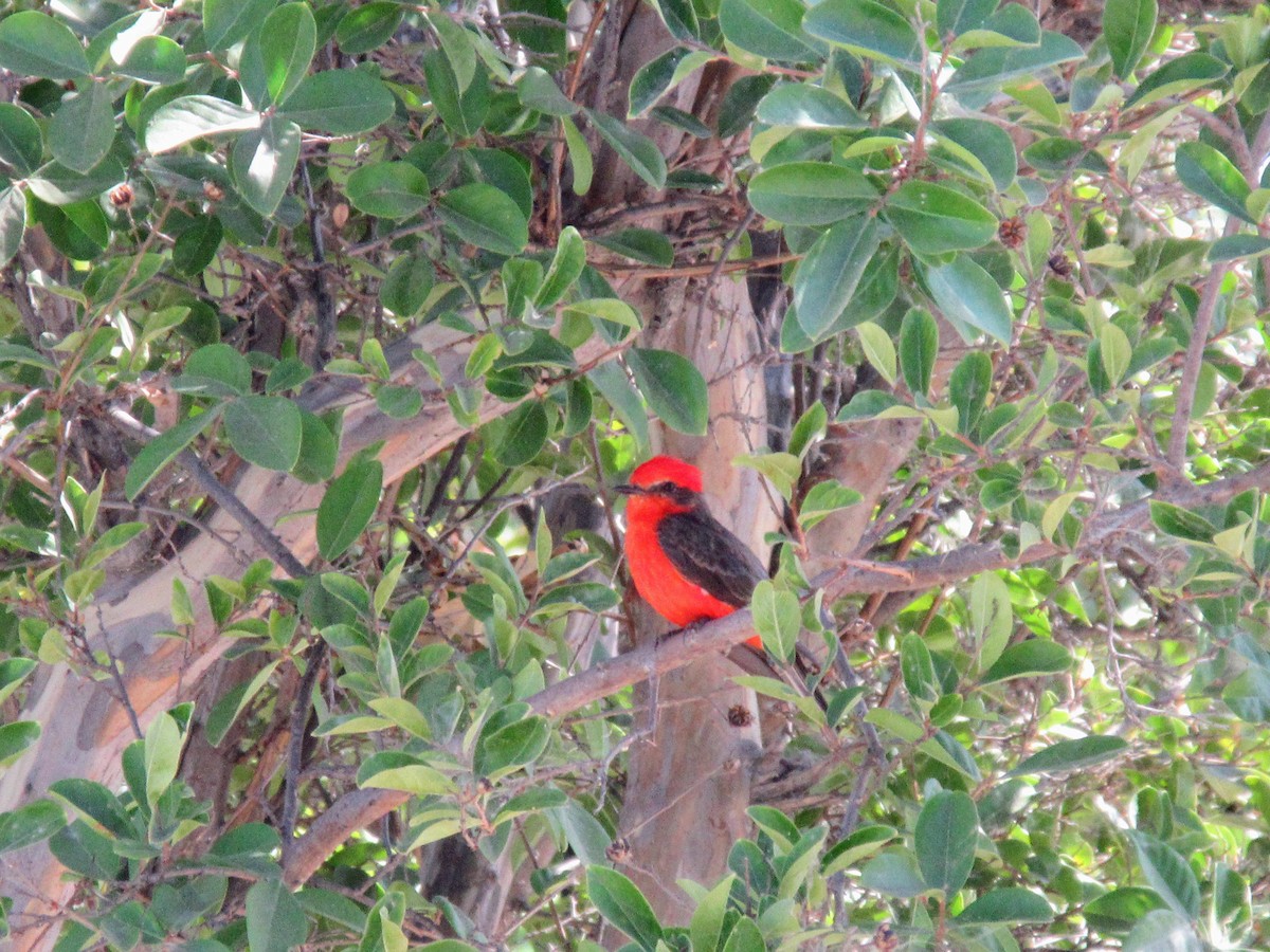 Vermilion Flycatcher - ML621609887