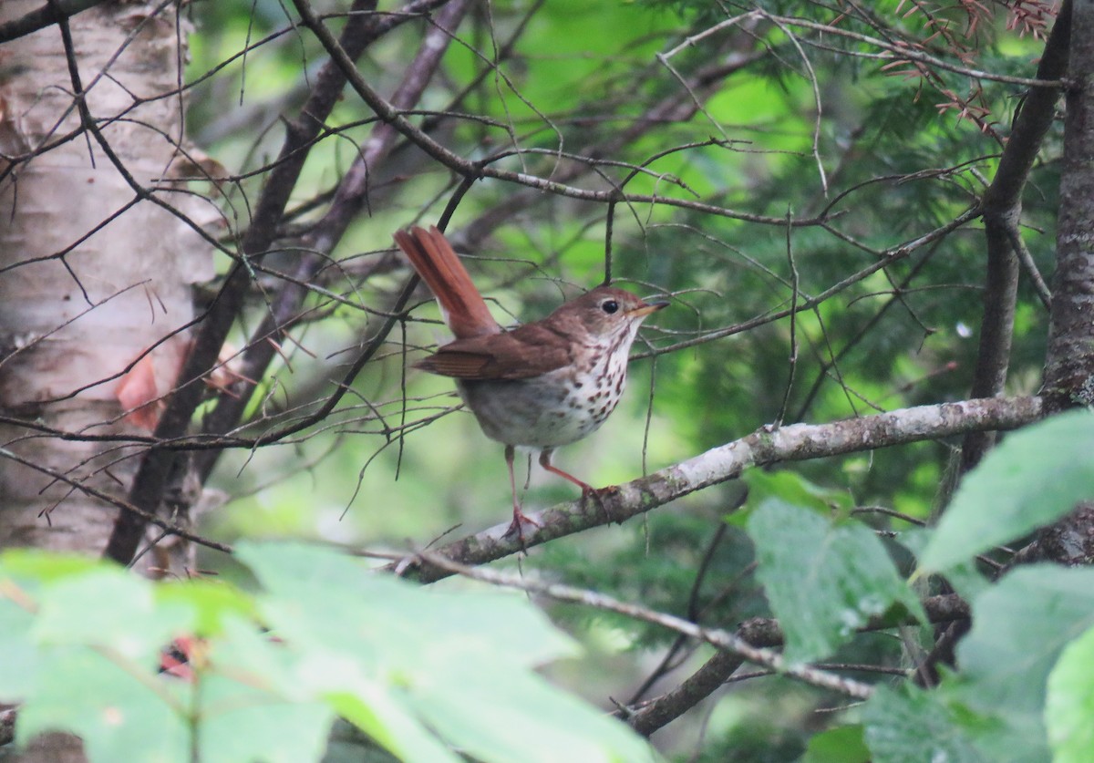Hermit Thrush - ML621609894