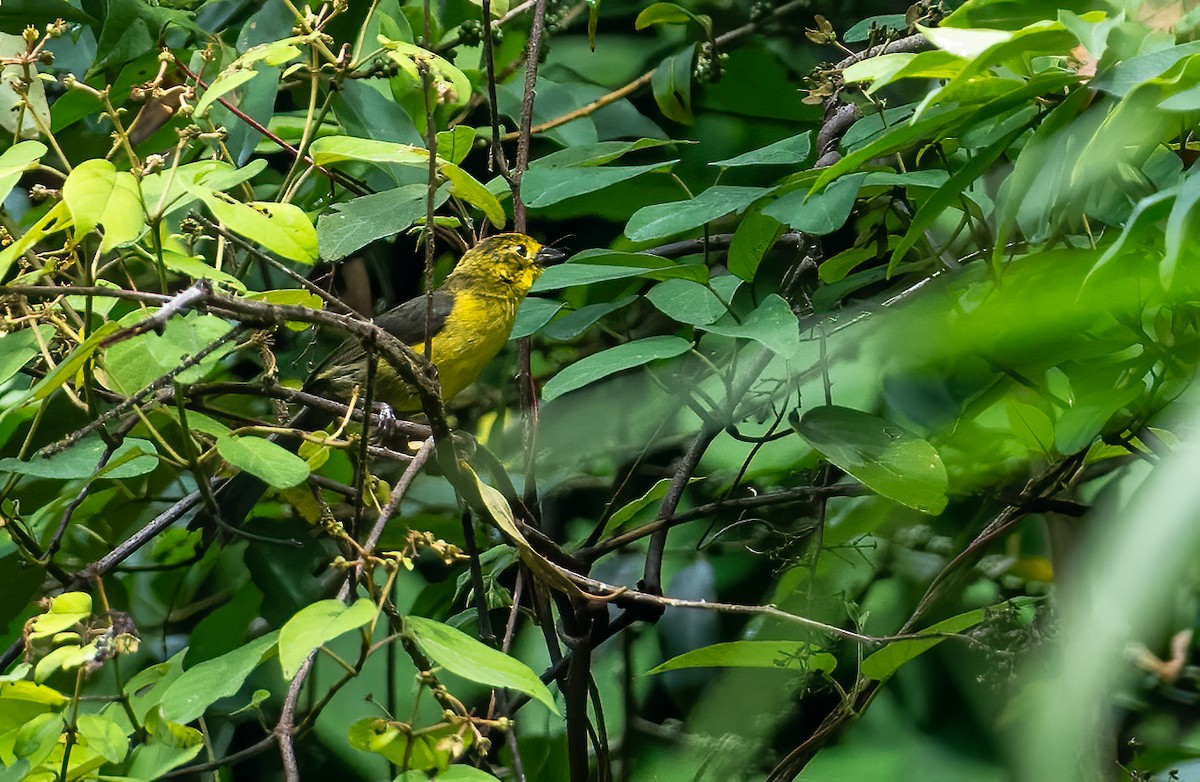 Yellow-headed Brushfinch - ML621609901