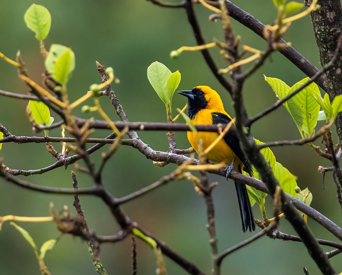 Yellow-backed Oriole - ML621609904