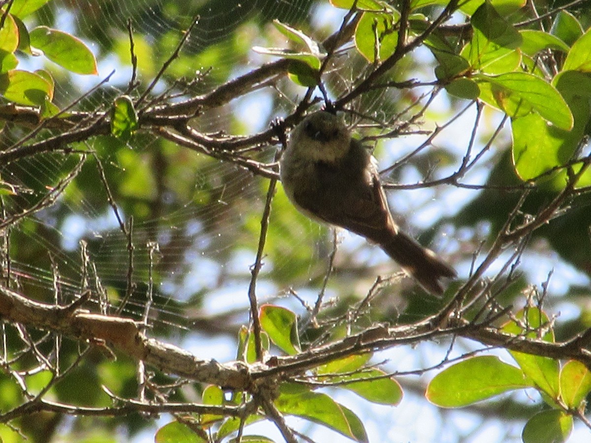 Bushtit - ML621609905