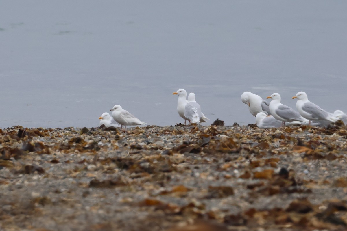 Goéland arctique - ML621609906