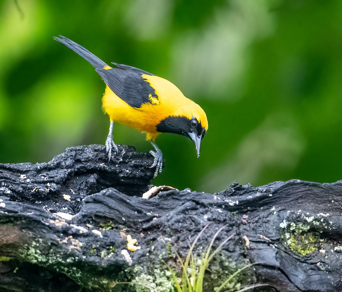 Yellow-backed Oriole - ML621609909