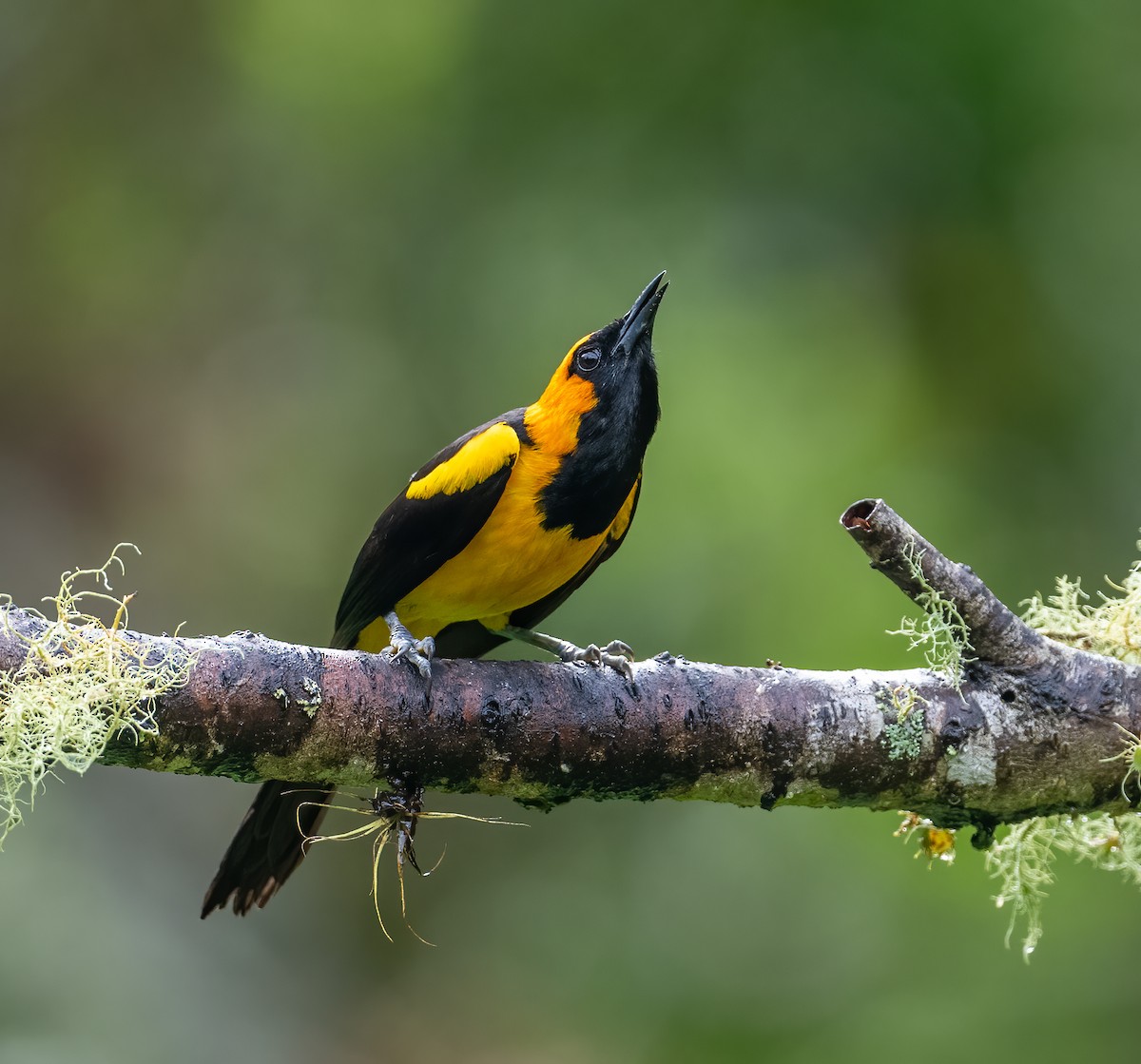 Orange-crowned Oriole - ML621609917