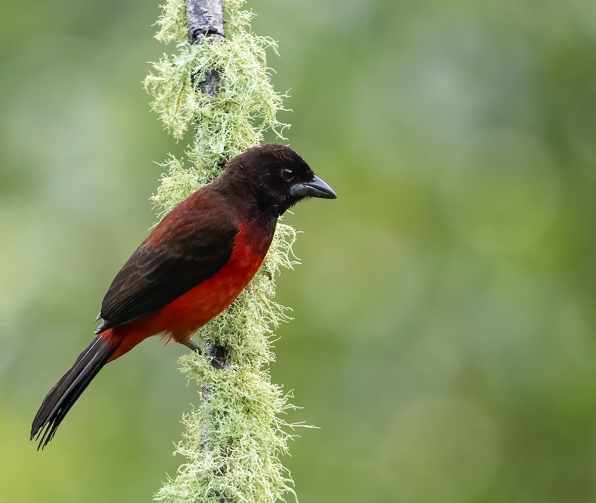 Crimson-backed Tanager - ML621609925