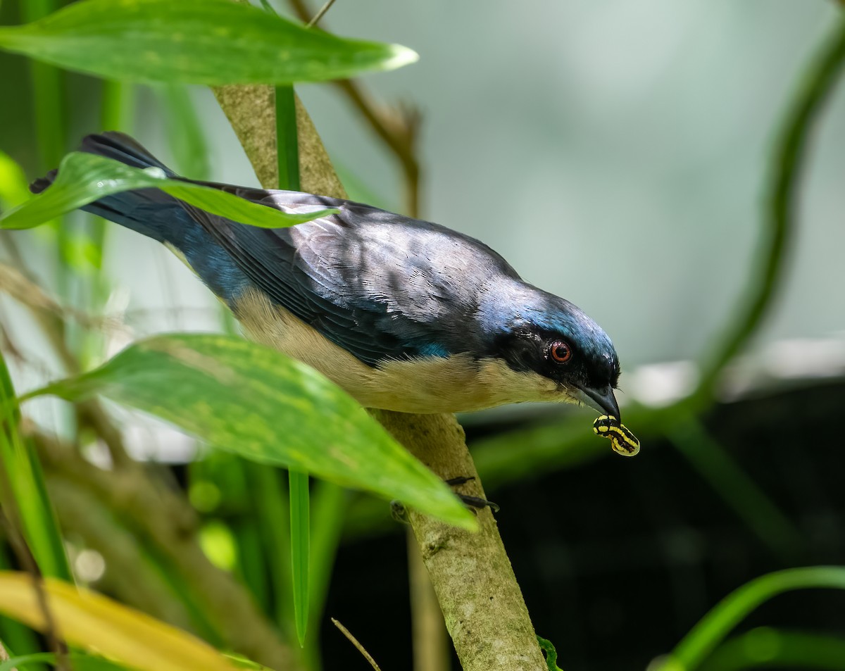 Fawn-breasted Tanager - ML621609931